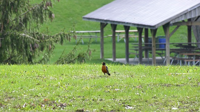 Bird Rass Bird, Grass, Spring. Free Stock Video - Pixabay