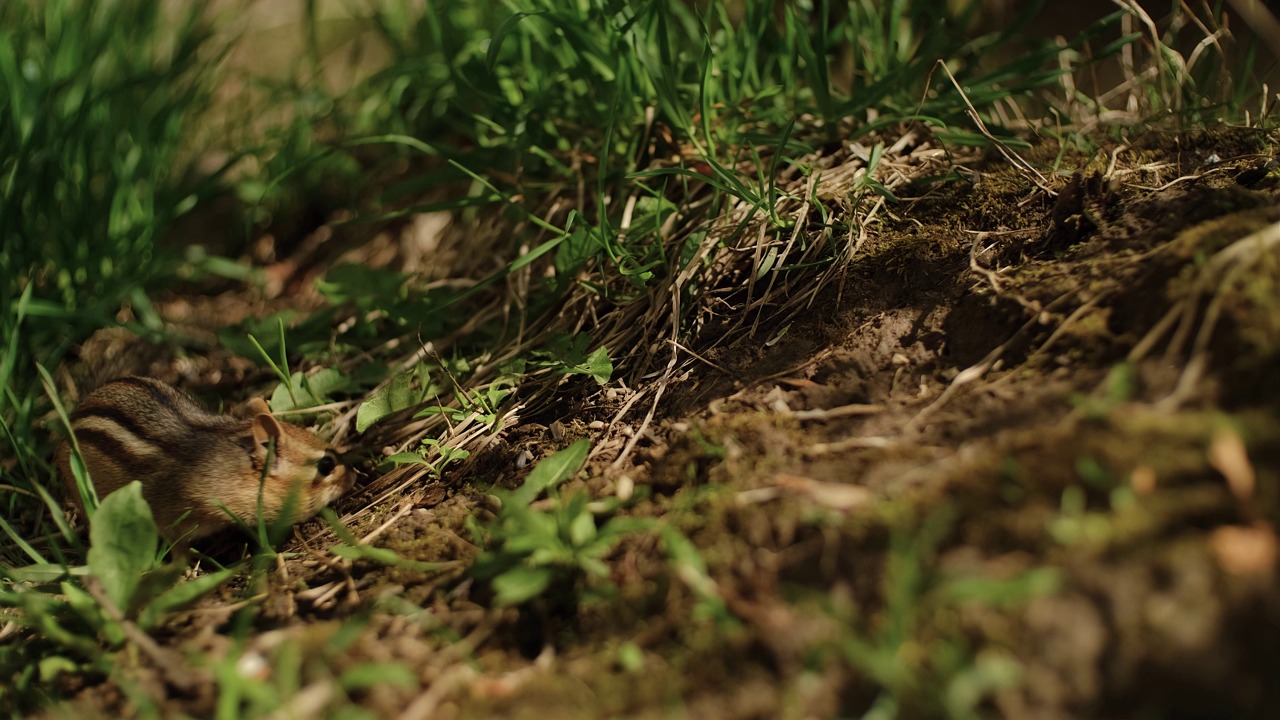 Chipmunk rodent nuts free stock video pixabay