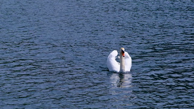 swan, water bird, white, plumage, lake, water, wildlife, slow motion, close up