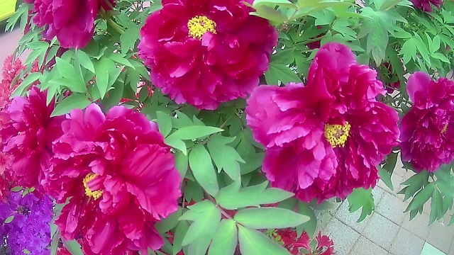 목단 모란 향기 - Free video on Pixabay