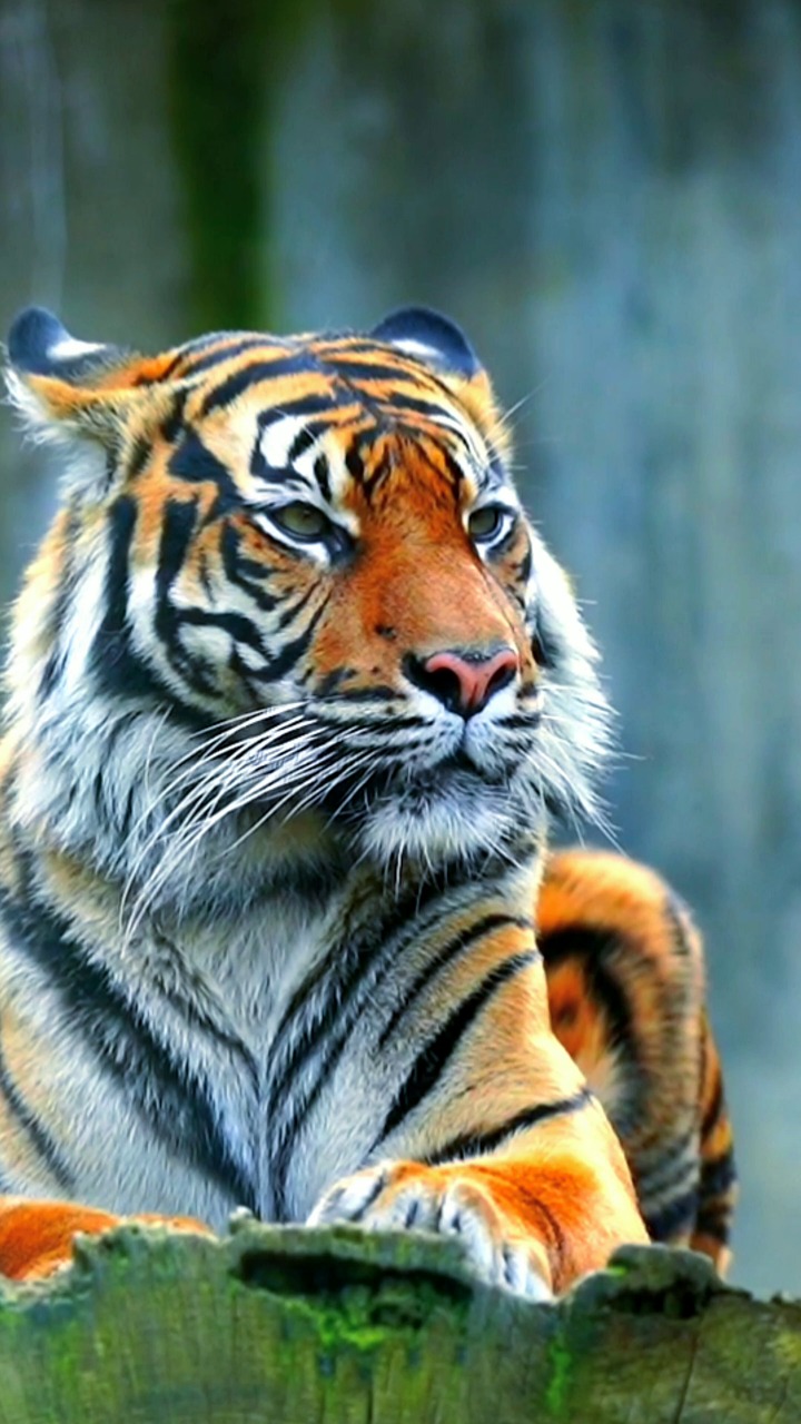Animated Tiger Videos Download 2 192 Free 4K HD Stock Footage Clips 