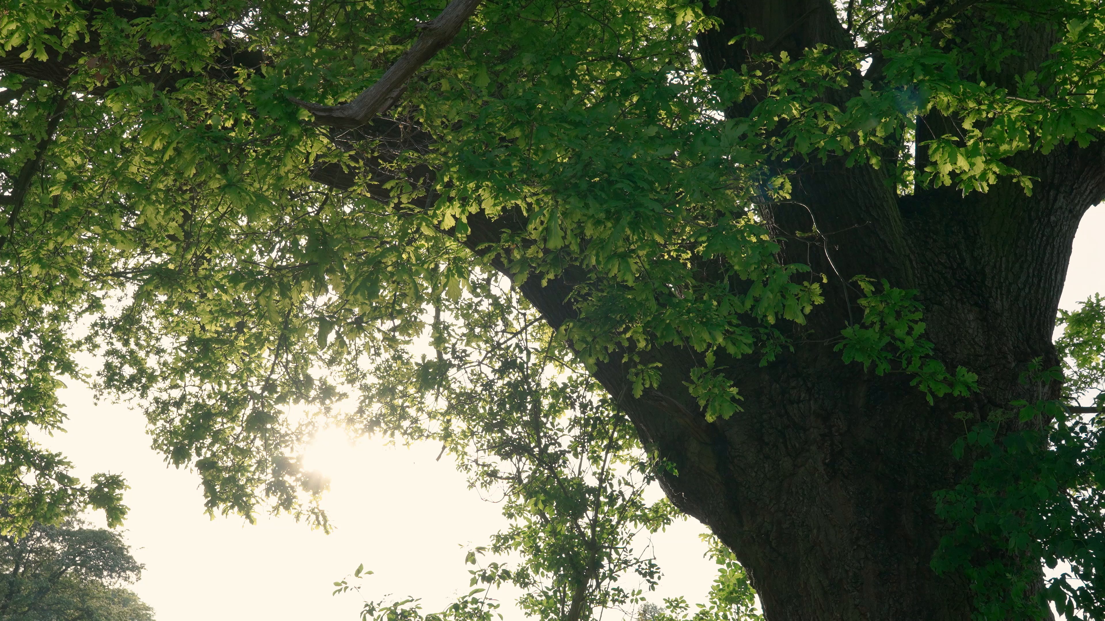 tree