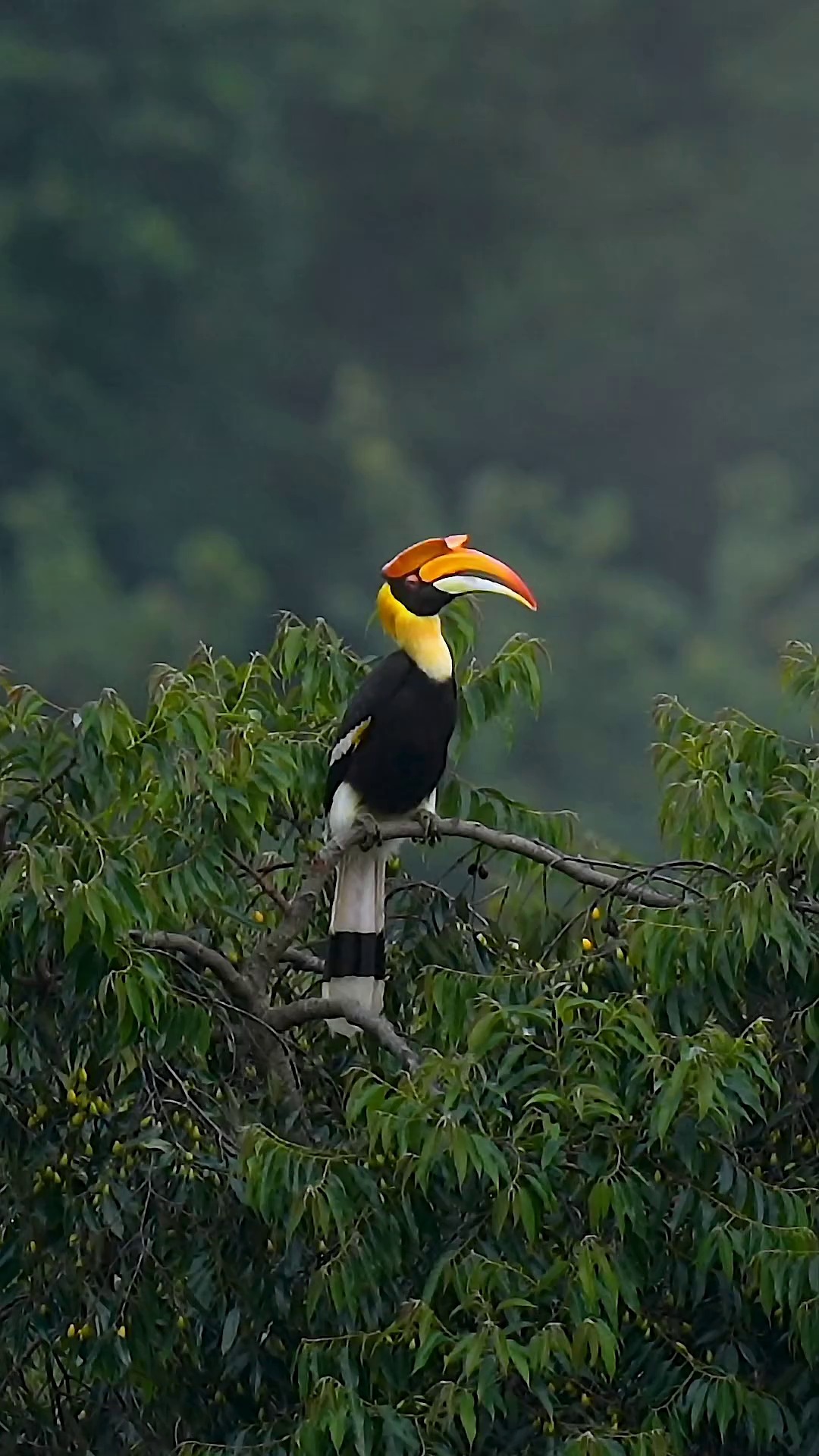 bird