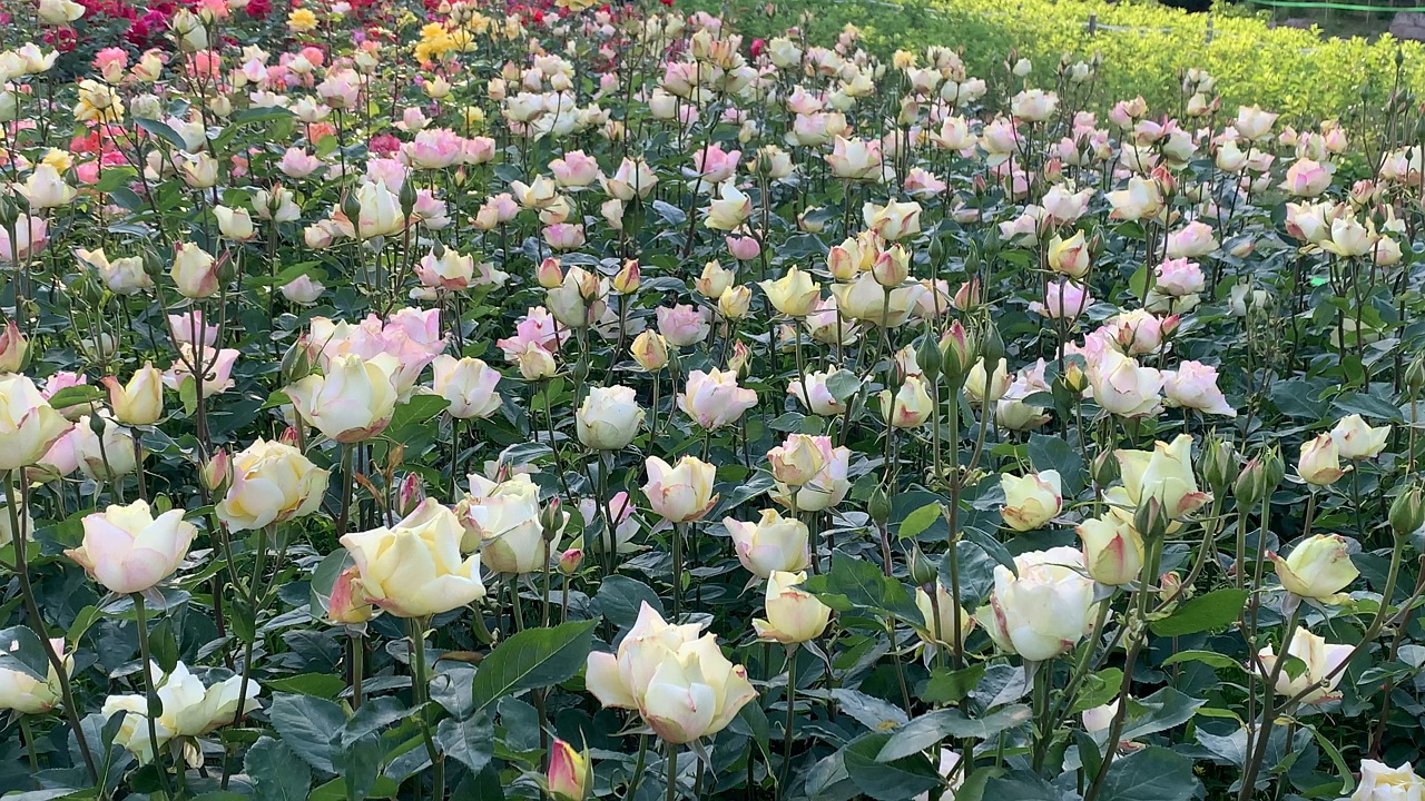 Spring Flowers Roses Spring, Flower, Rose. Free Stock Video - Pixabay
