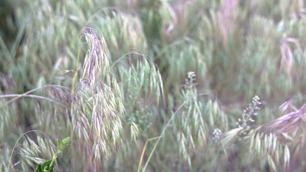 Grass Flowers Wind Free Stock Video Pixabay