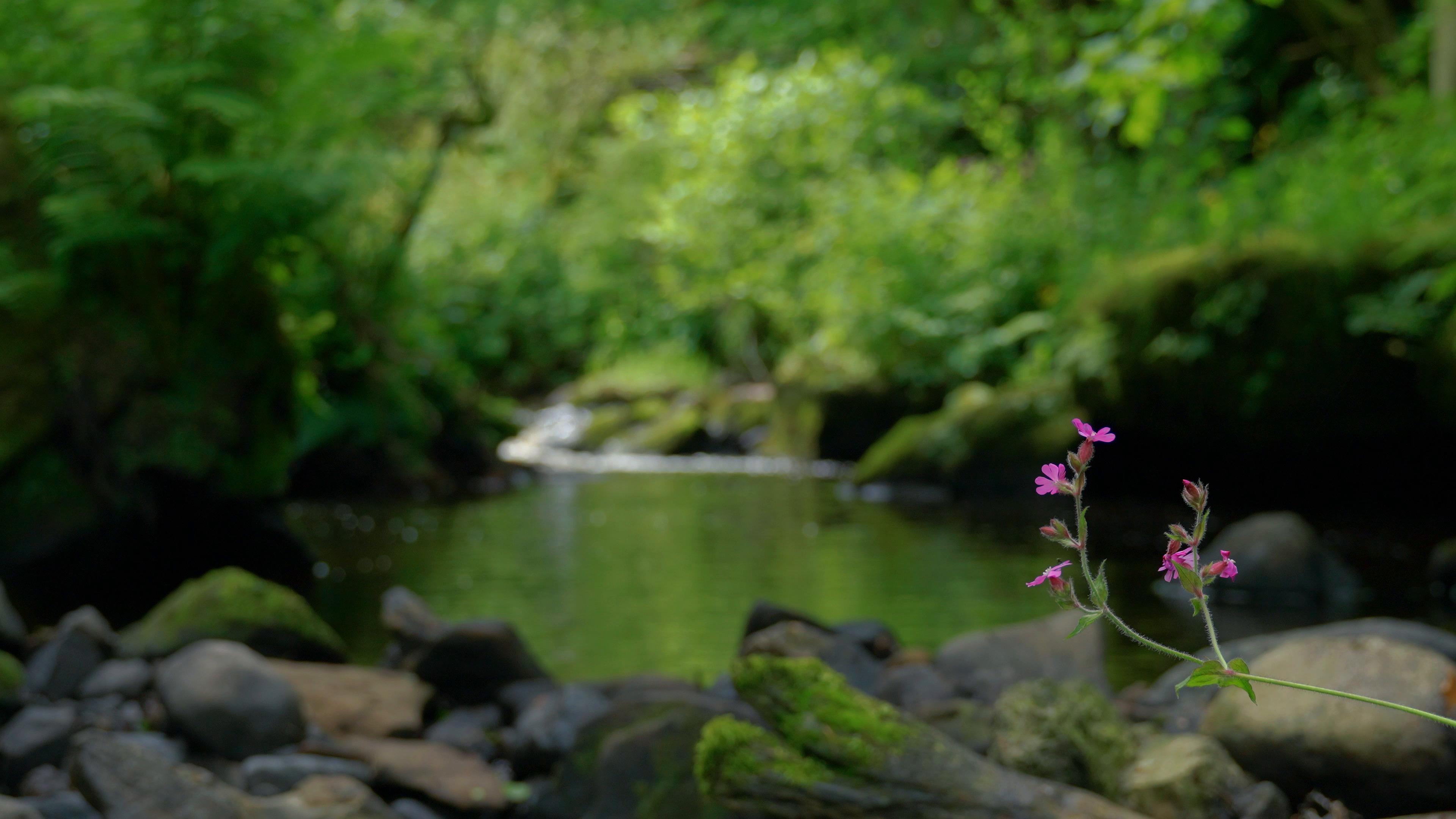 flowers — free pixabay stock footage