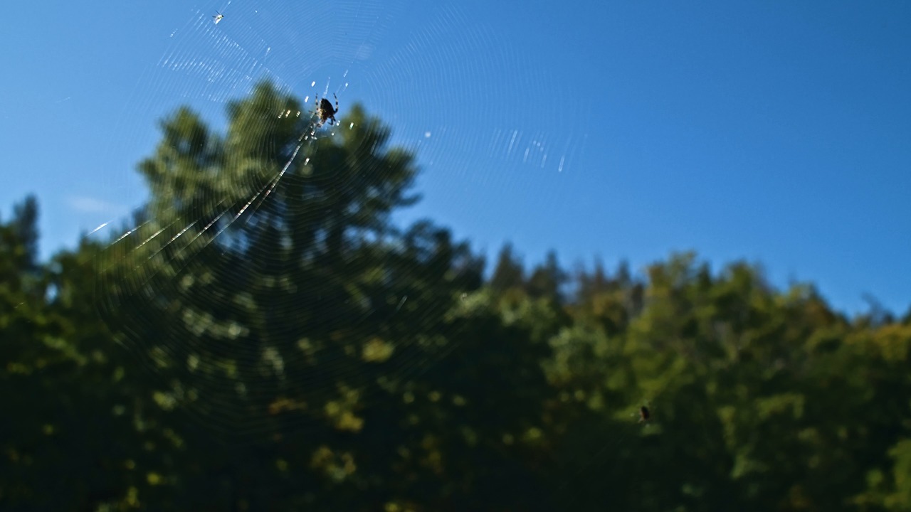 Spider, Web, Insect. Free Stock Video - Pixabay