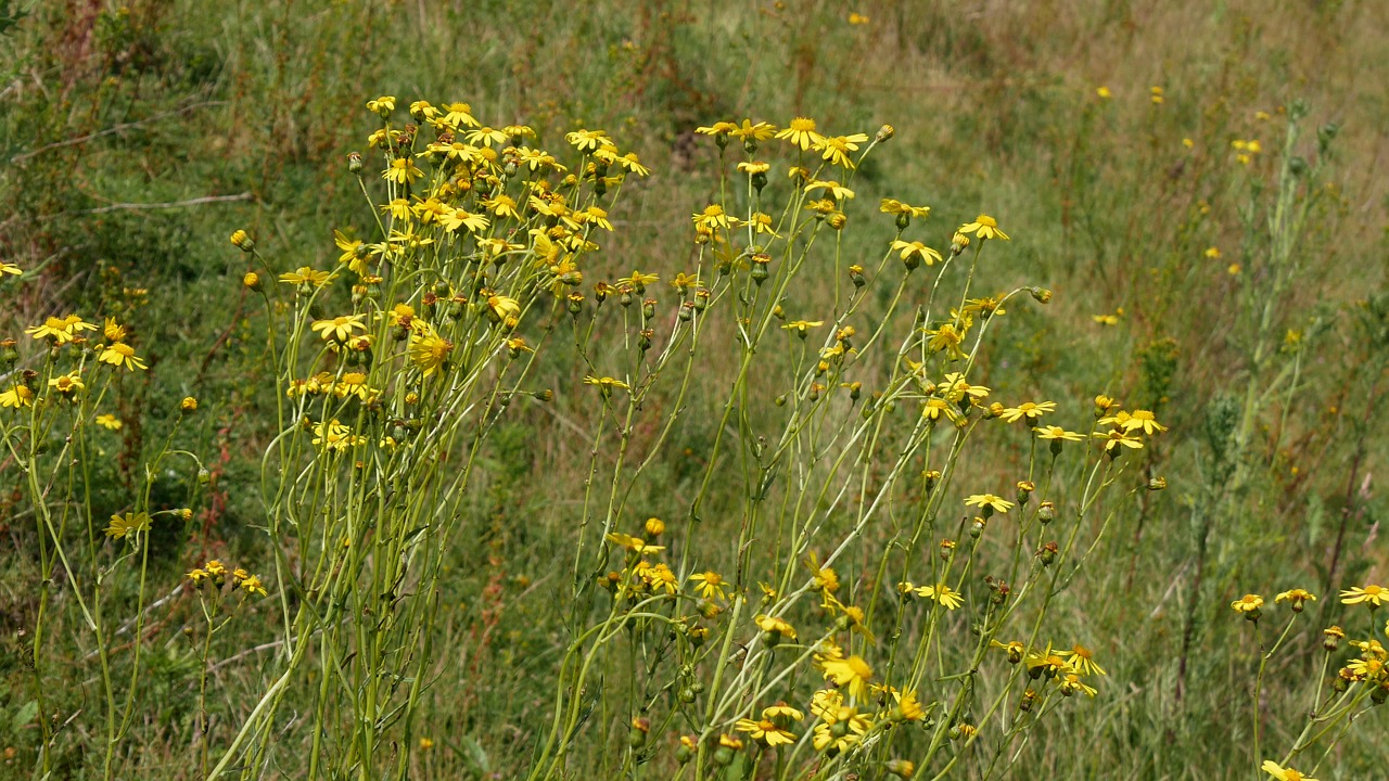 Flowers, Wind, Common Ragwort. Free Stock Video - Pixabay