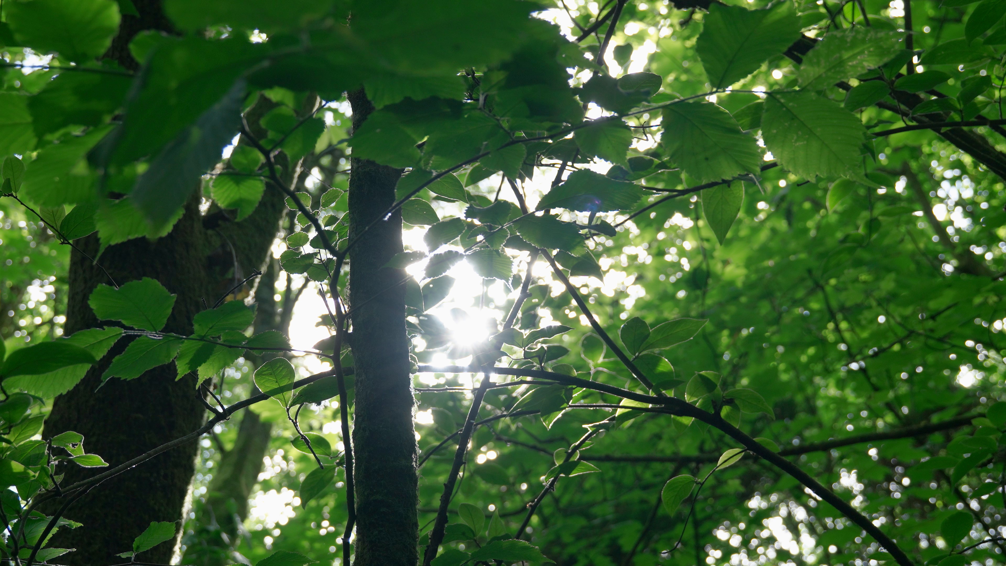 sunlight
