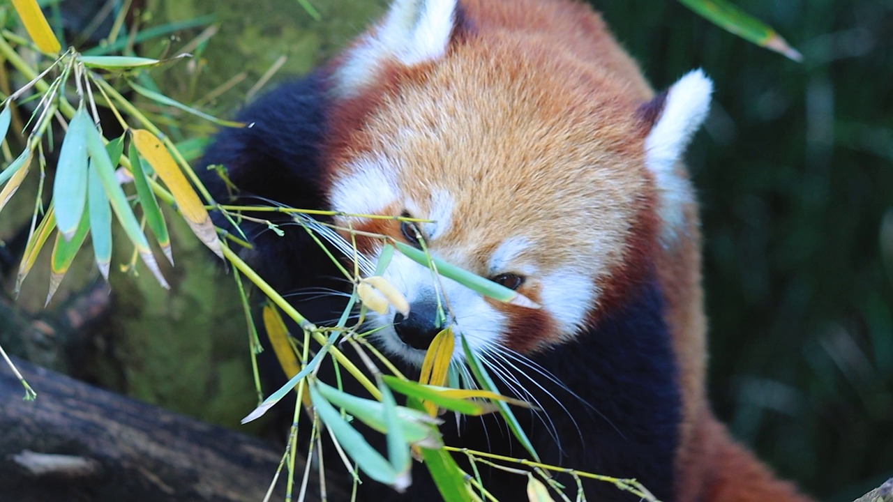 Giant Pandas Videos: Download 54+ Free 4K & HD Stock Footage Clips ...