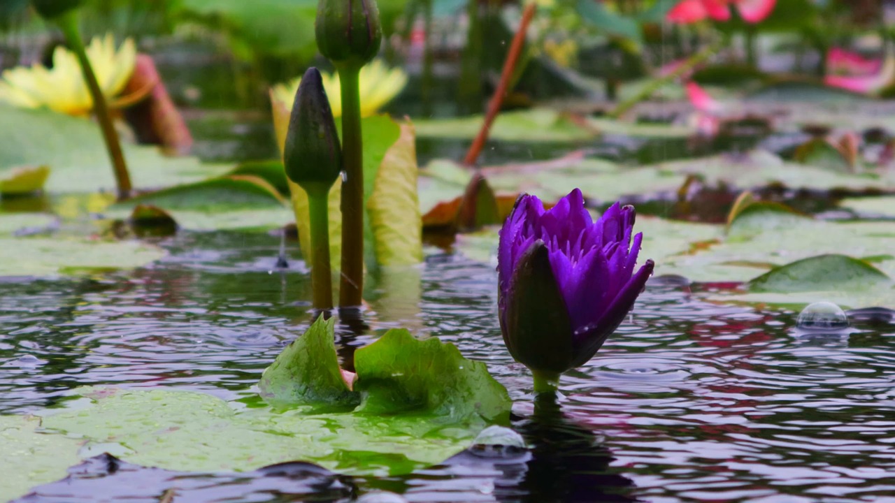 연못 연꽃 로터스 잎 - Free video on Pixabay - Pixabay