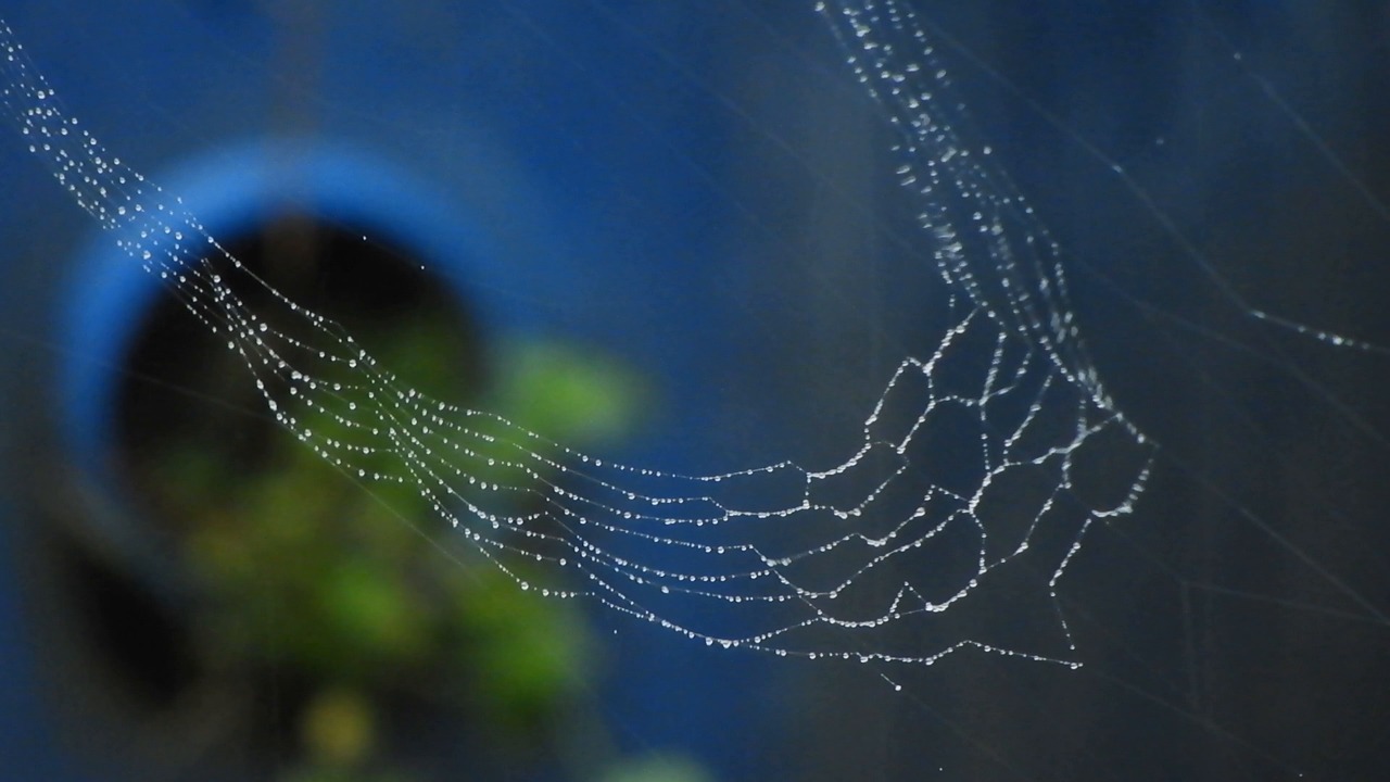 spiderweb blazer