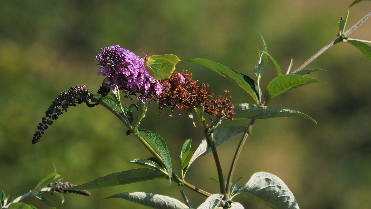 Butterfly, Insect, Gonepteryx Rhamni