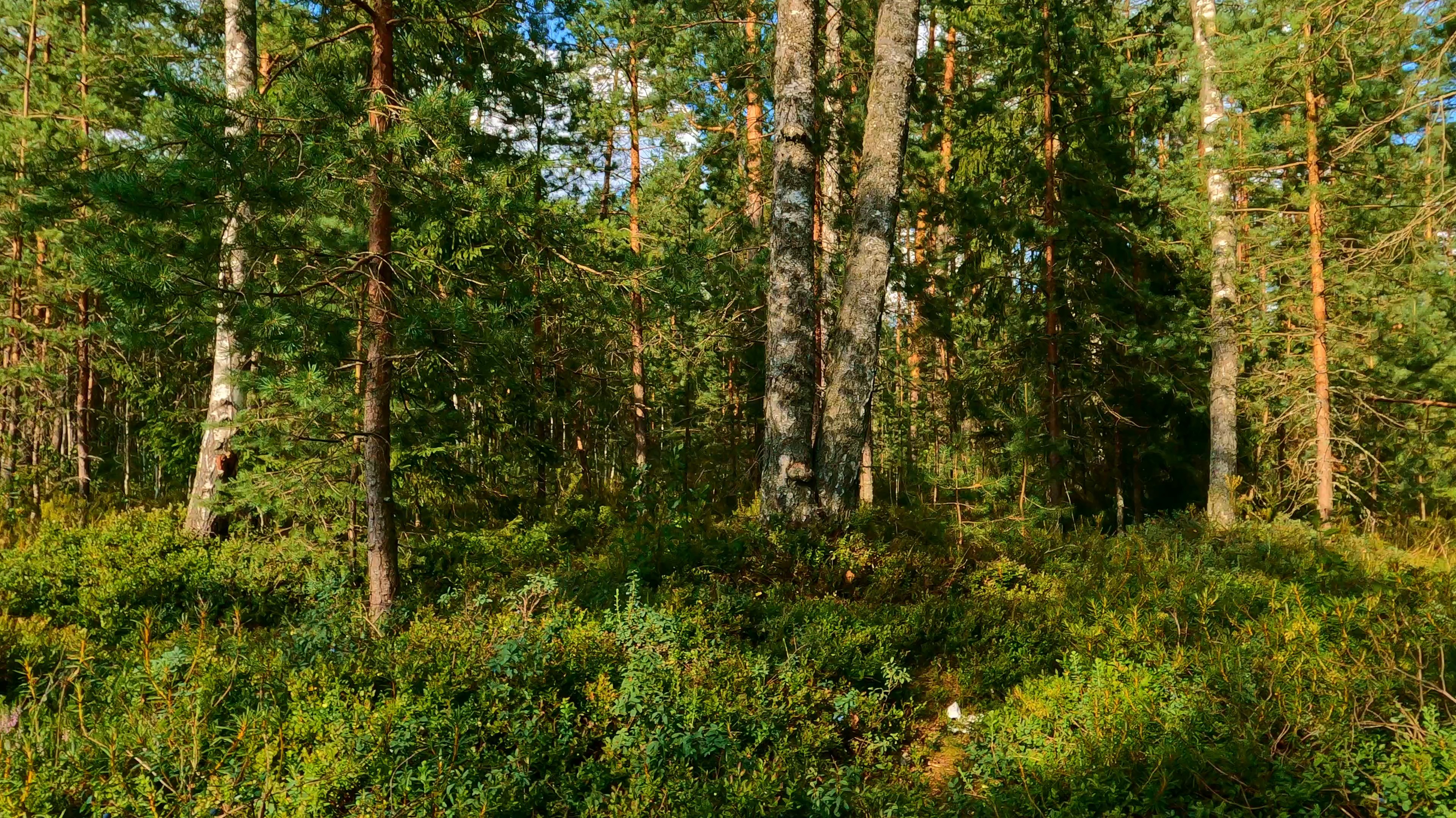 trees