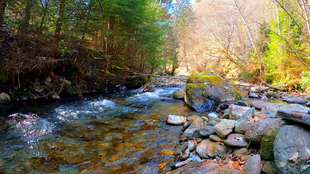 Stream, Forest, Stones. Free Stock Video - Pixabay