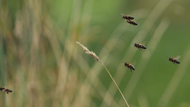 Api, Api Da Miele, Insetti, Api Operaie