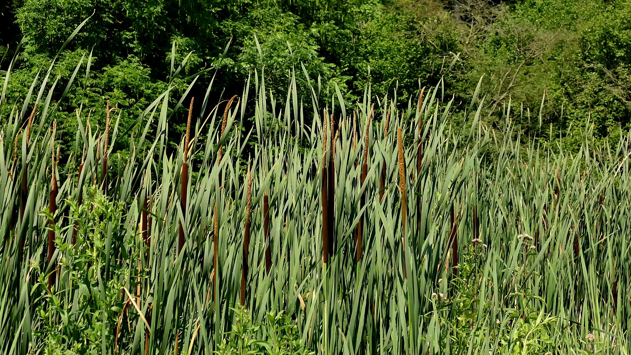 Grass, Rushes, Lake. Free Stock Video - Pixabay