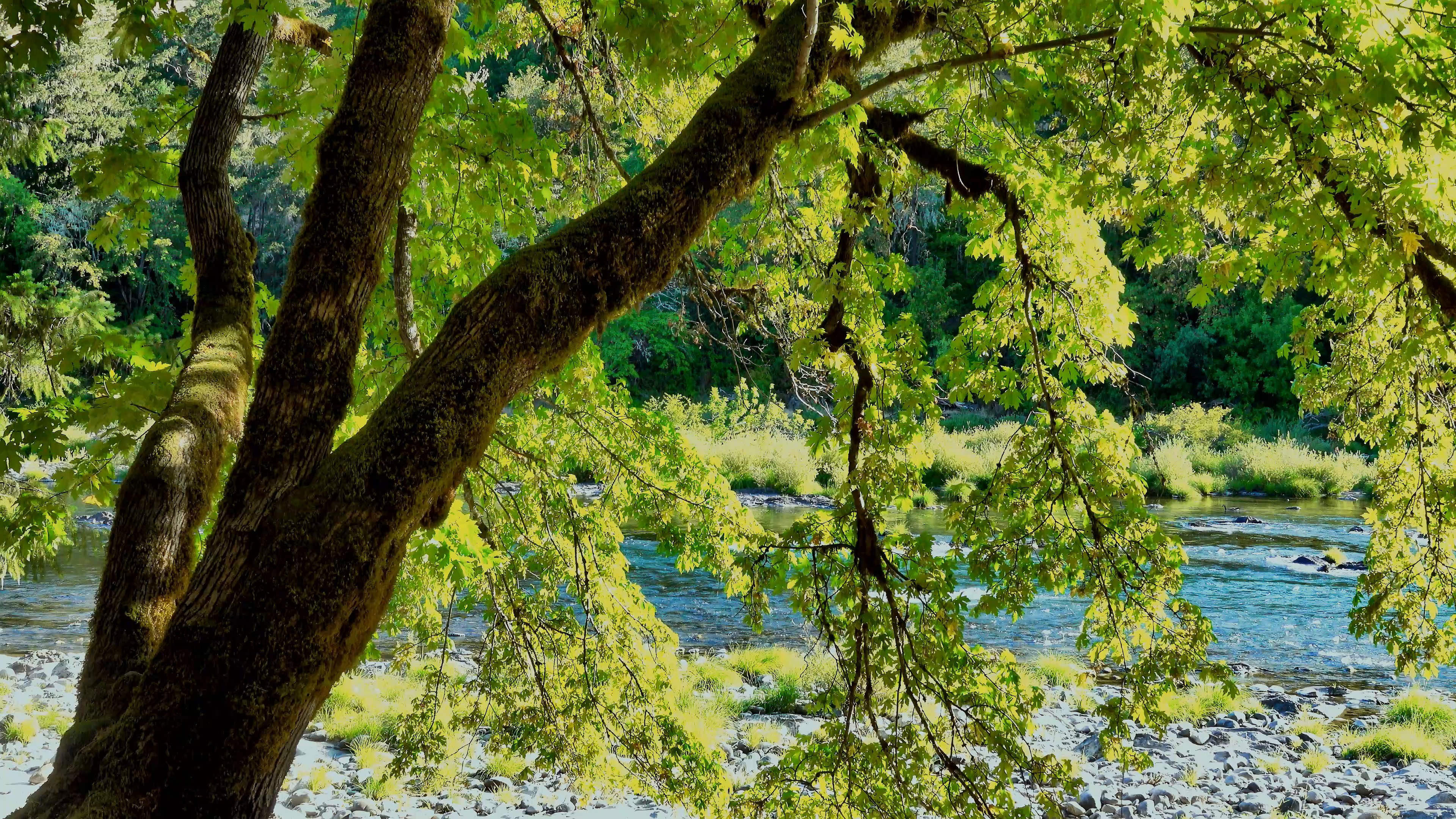 trees — free pixabay stock footage