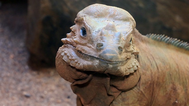 Rhinoceros Iguana Rhino Iguana Iguana Free Stock Video Pixabay