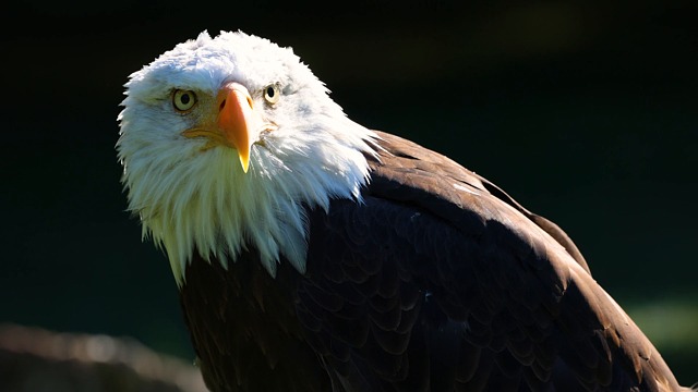 Eagle Sample Eagle, Bird, Wildlife. Free Stock Video - Pixabay