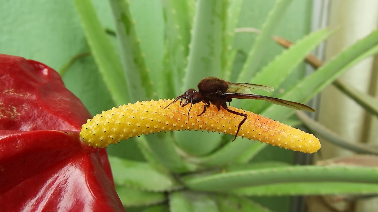 Insect, Bug, Wings. Free Stock Video - Pixabay