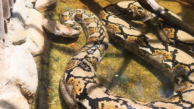 Python Siatkowy Videos: Download 7+ Free 4K & HD Stock Footage Clips ...