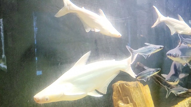 Poisson Nature Aquarium La - Free video on Pixabay
