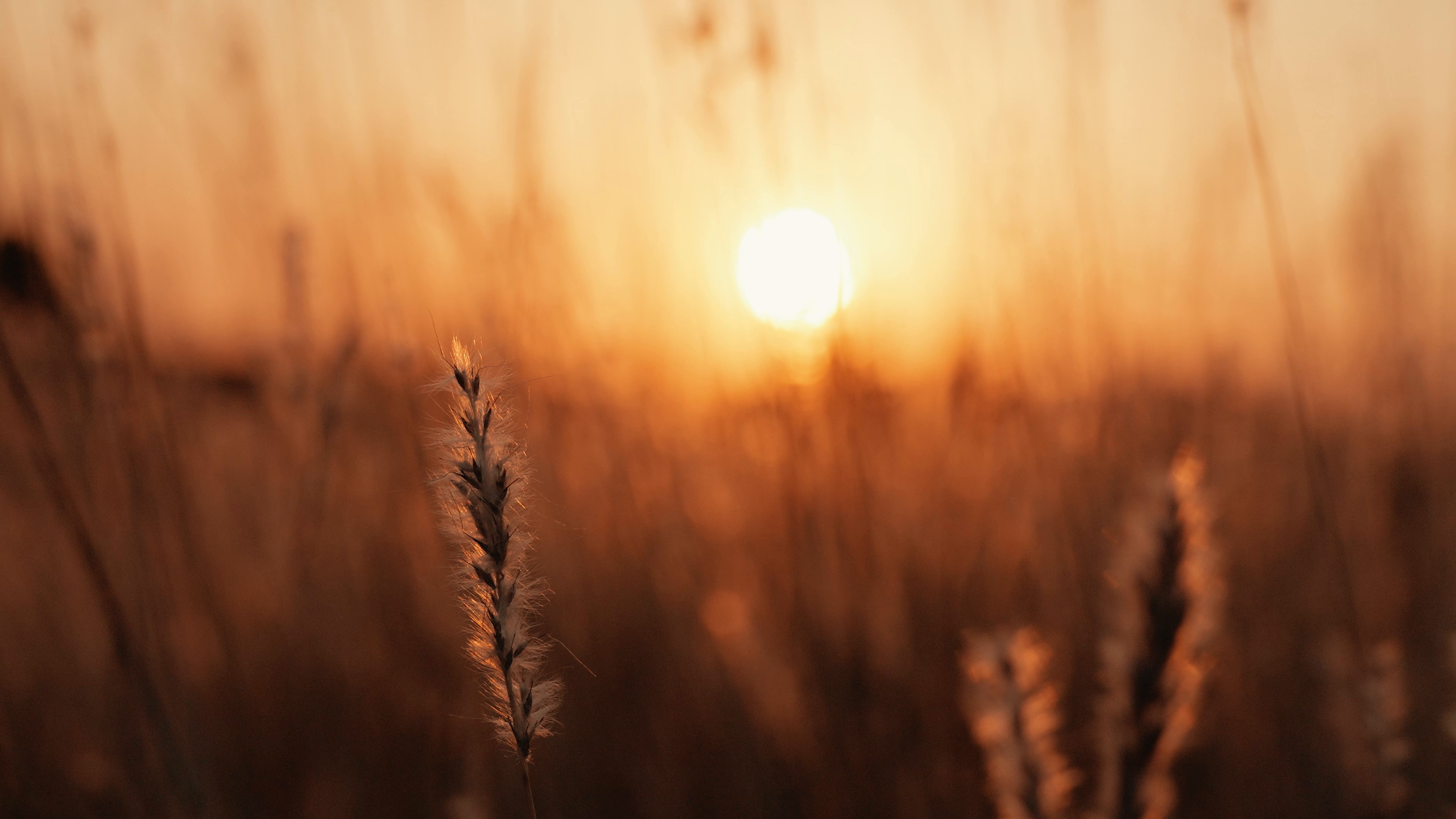 wheat