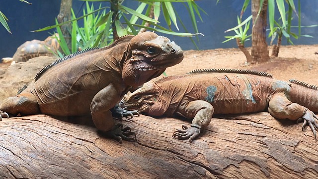Rhinoceros Iguanas Iguana Lizard Free Stock Video Pixabay