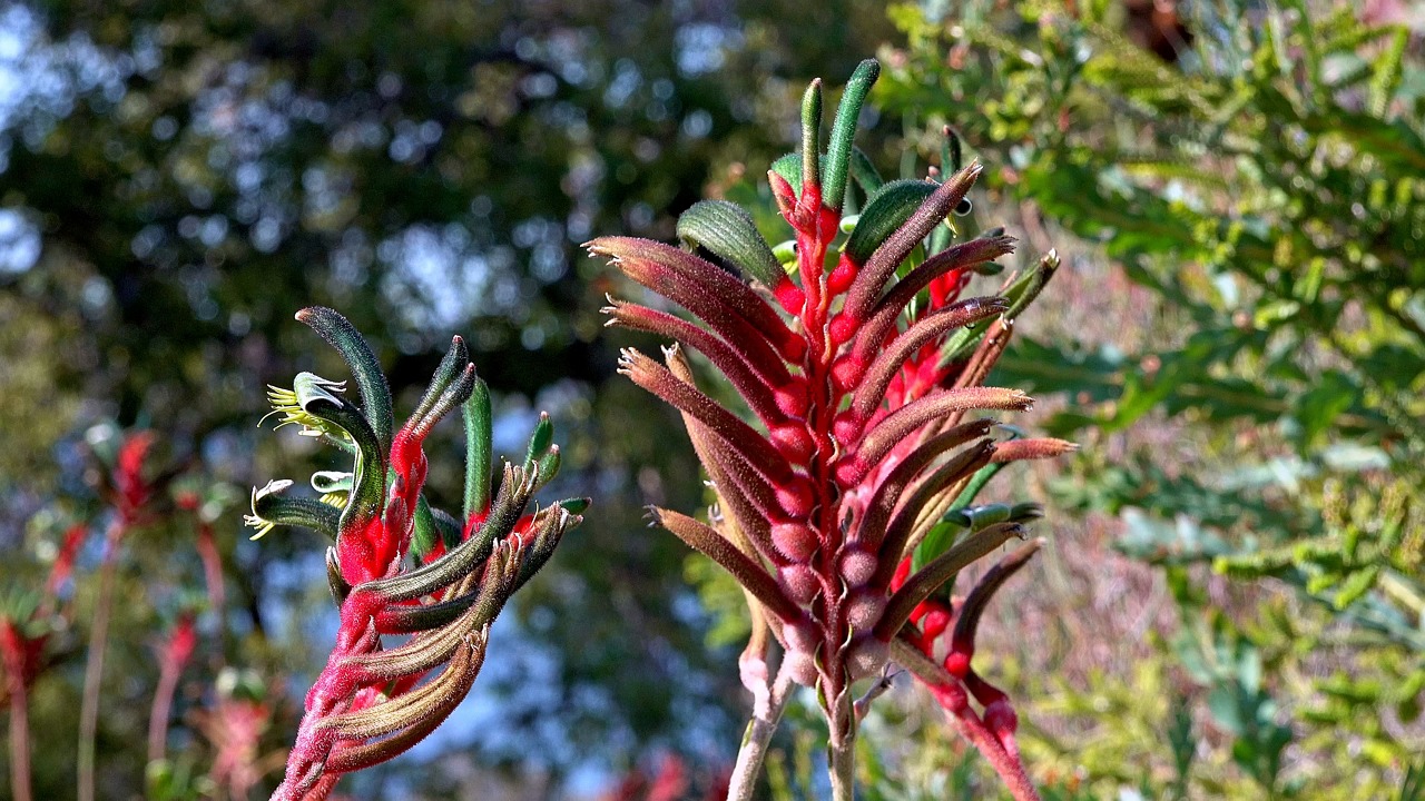 超过100 个关于“Kangaroo Paw”和“动物”的免费视频、高清及4K 视频片段- Pixabay