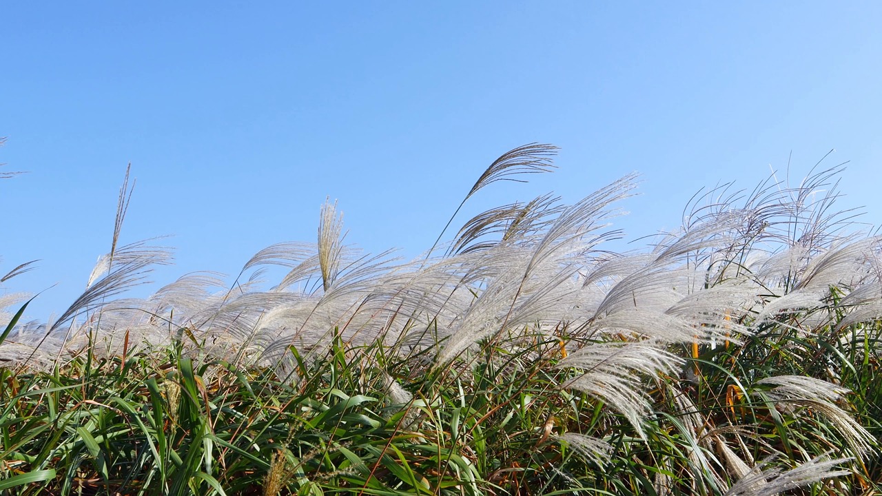 Silver Grass, Silver, Reeds. Free Stock Video - Pixabay