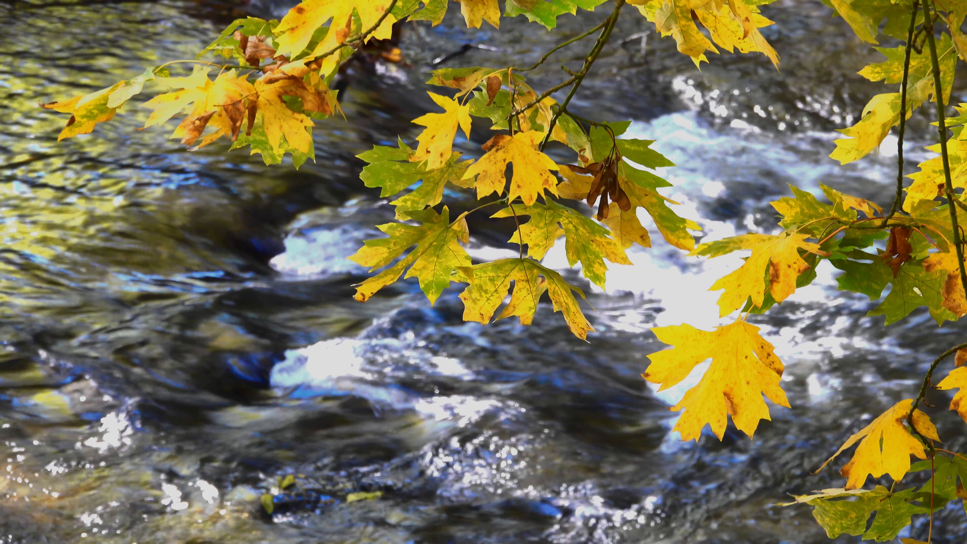 leaves — free pixabay stock footage