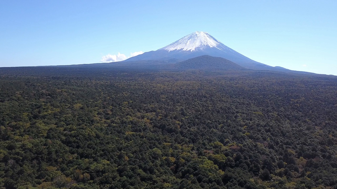 sea of trees in japan
