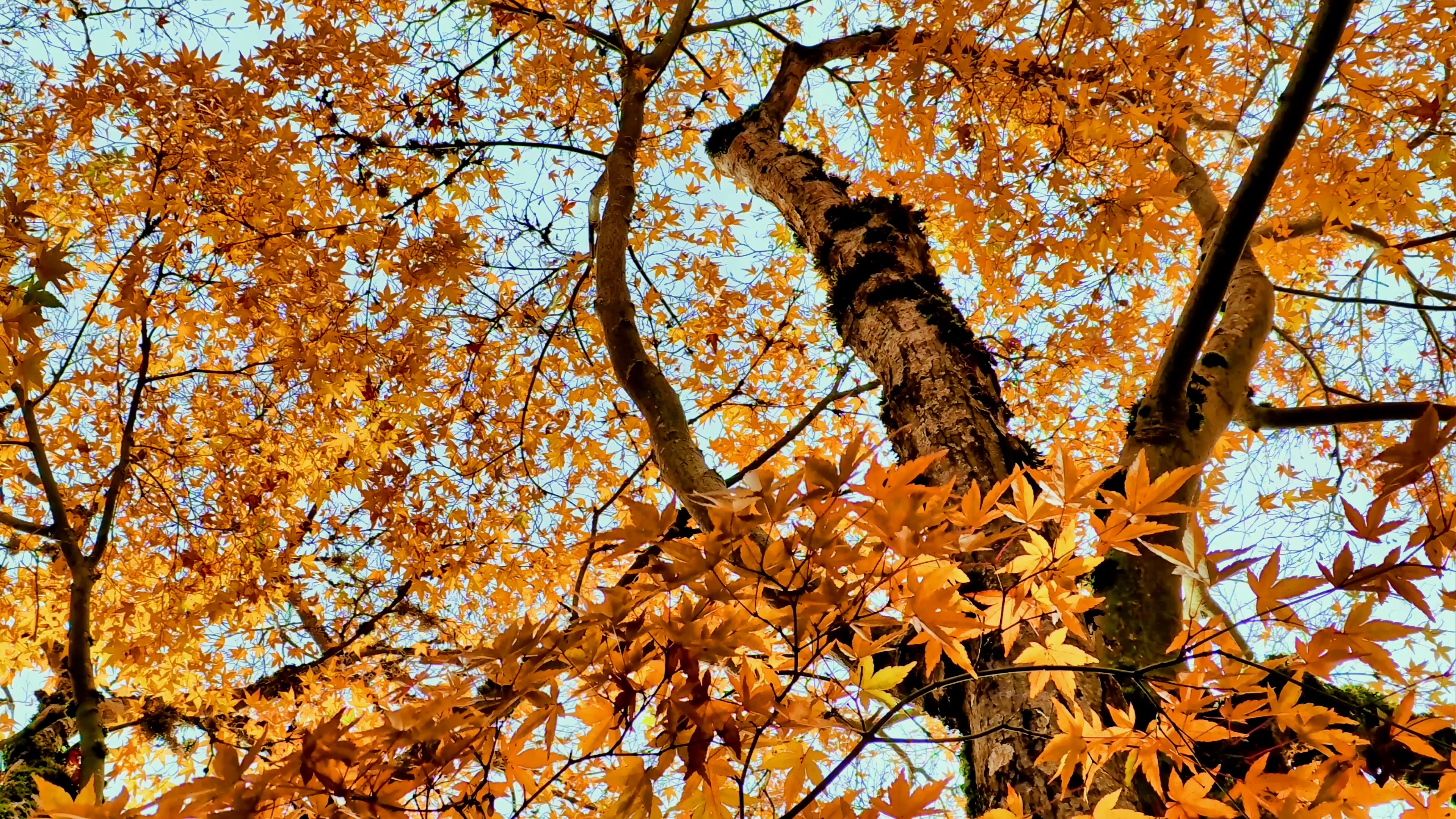 autumn — free pixabay stock footage