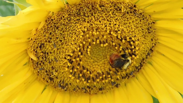 Pollination Video Nature, Pollination, Insect. Free Stock Video - Pixabay