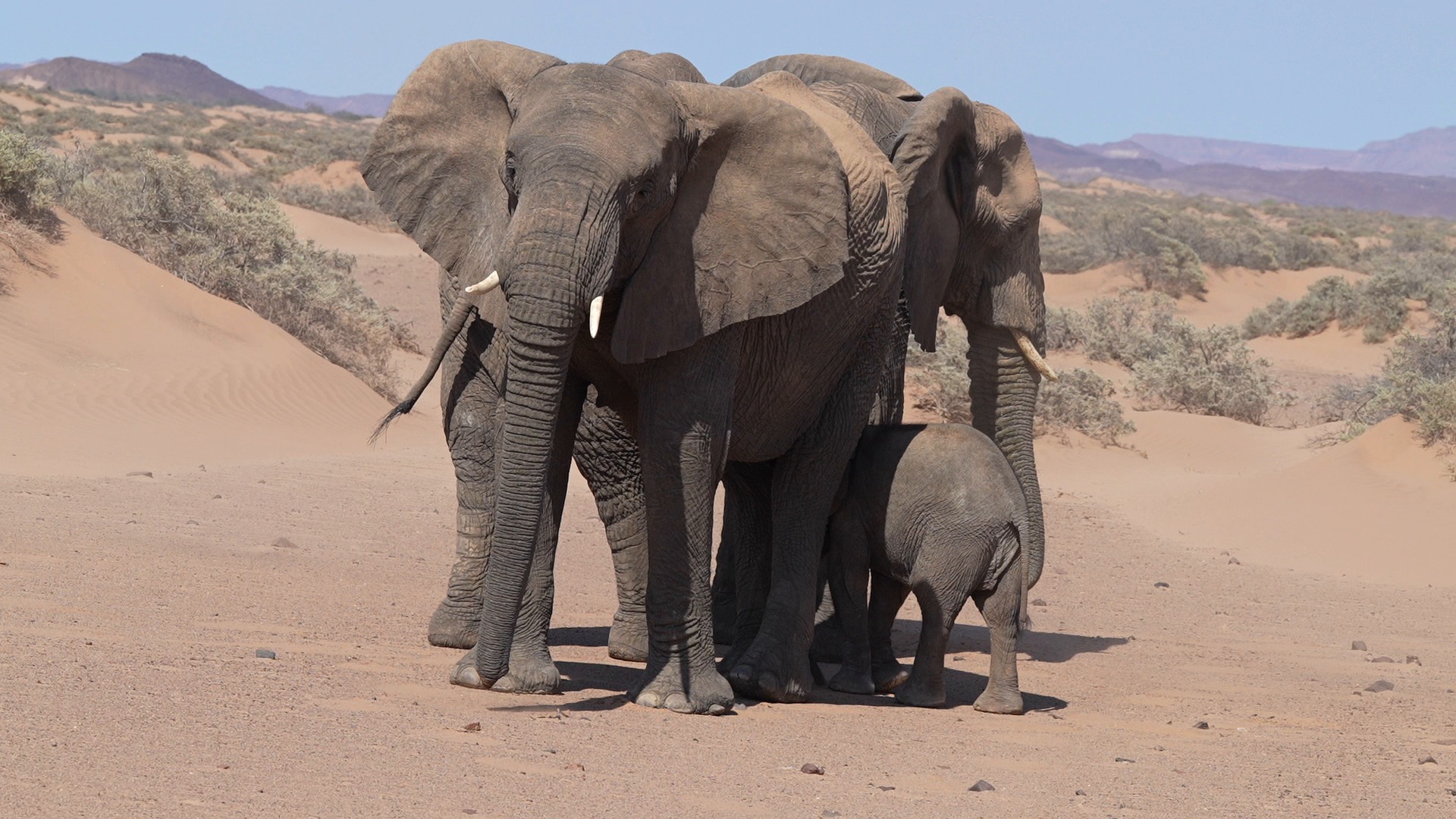 elephants — free pixabay stock footage