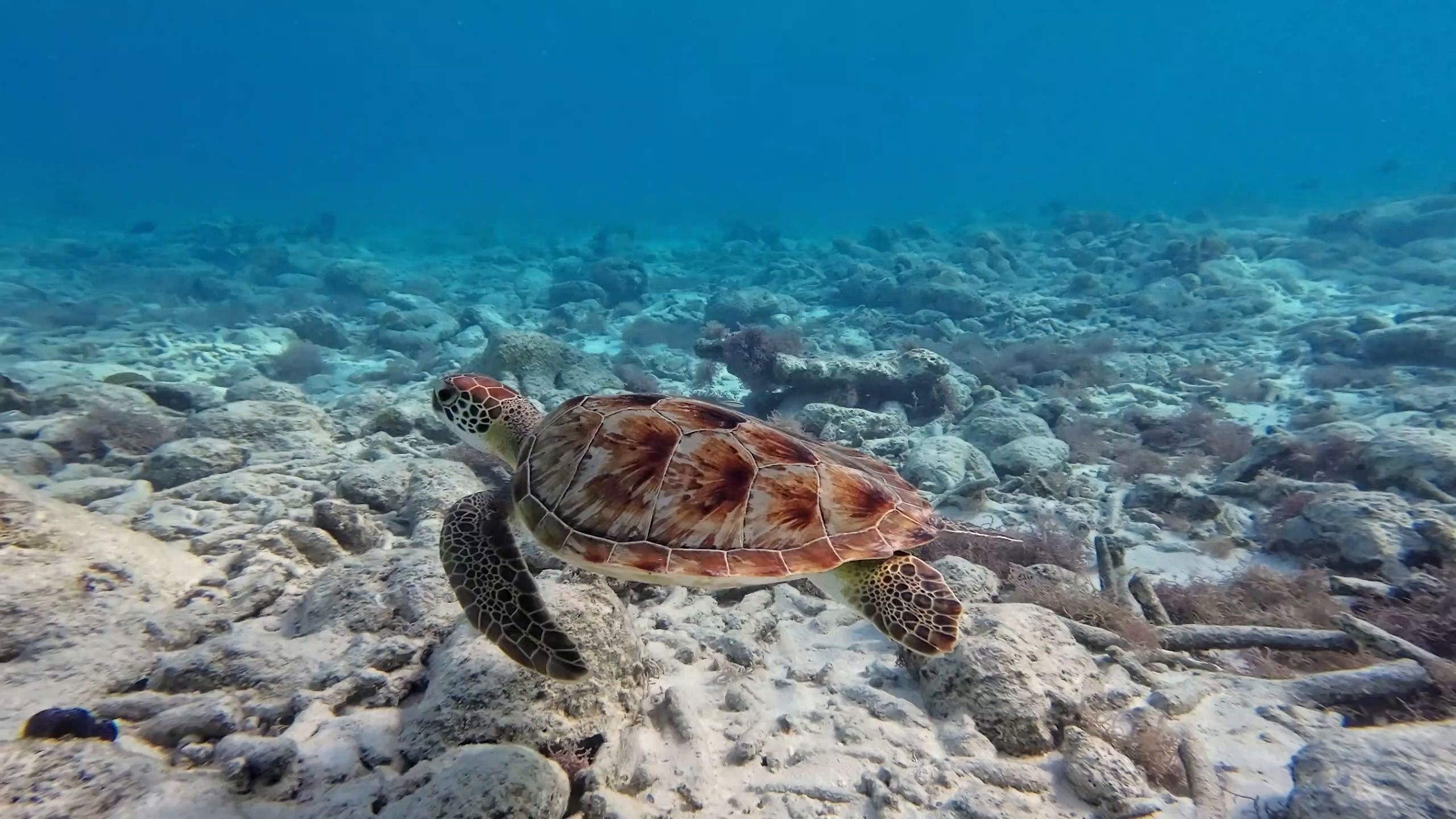 turtle — free pixabay stock footage