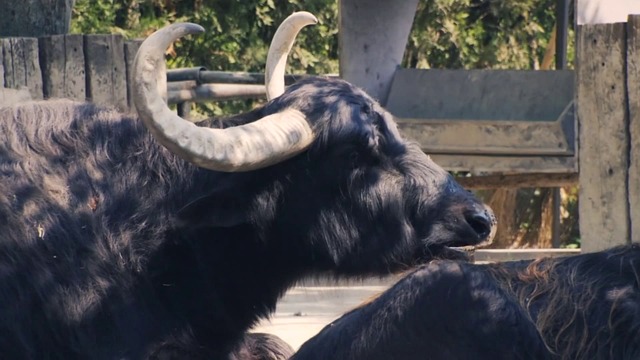 Video by Islamicprince_77 on Pixabay: bull, cow, animal, nature, dog, mammal, cattle, horns, farm, livestock, cat, astrology, bison, meadow, pasture, wildlife, head, pet, puppy, silhouette, zodiac, agriculture, rural, countryside