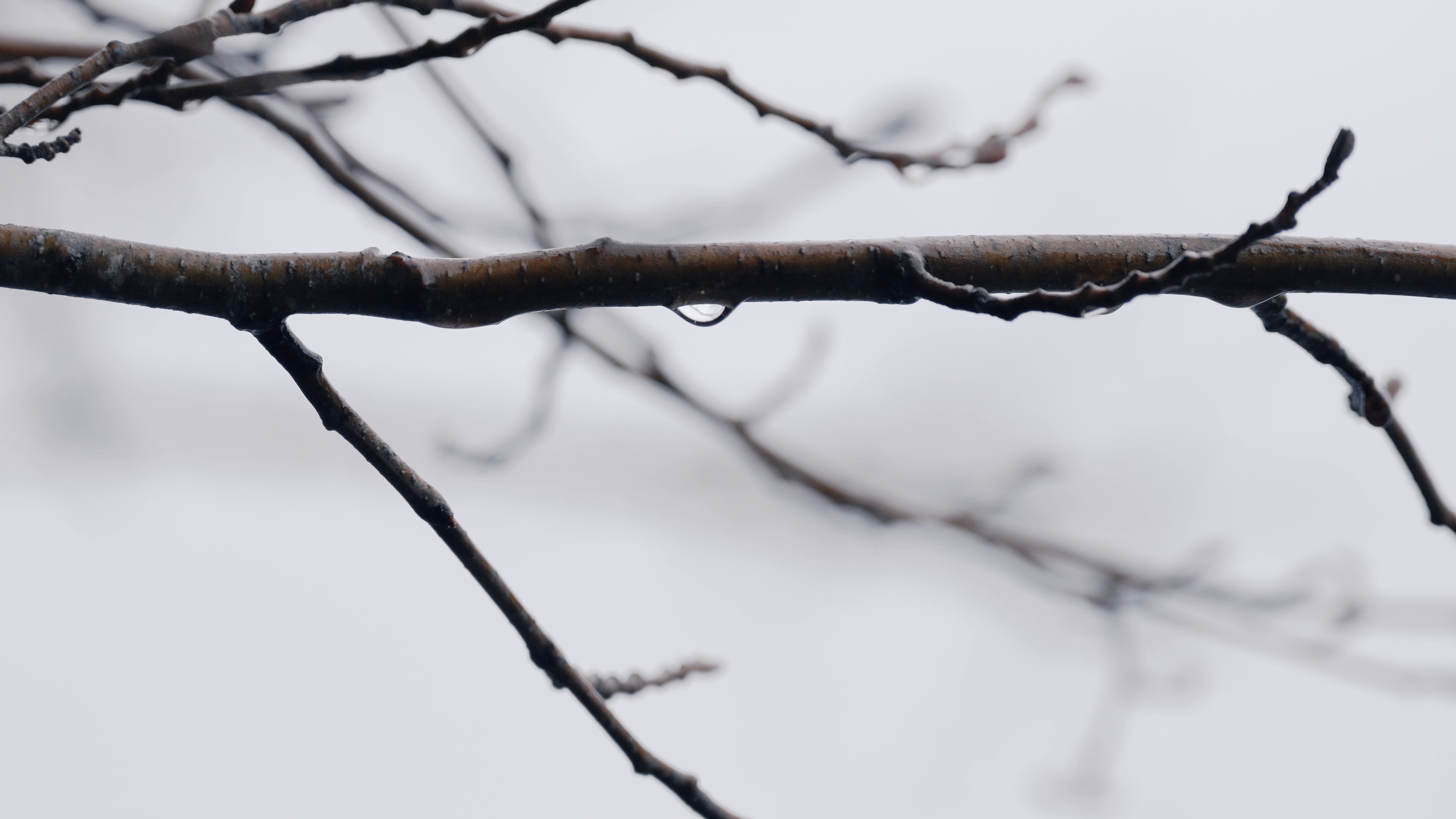 rain