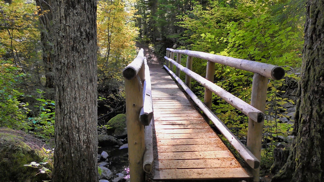Bridge, Forest, Trees. Free Stock Video - Pixabay