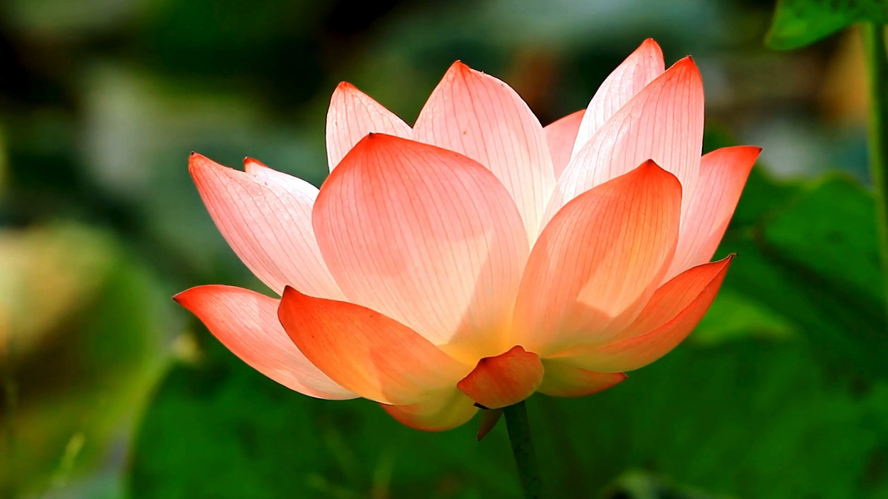 lotus, flower, nature