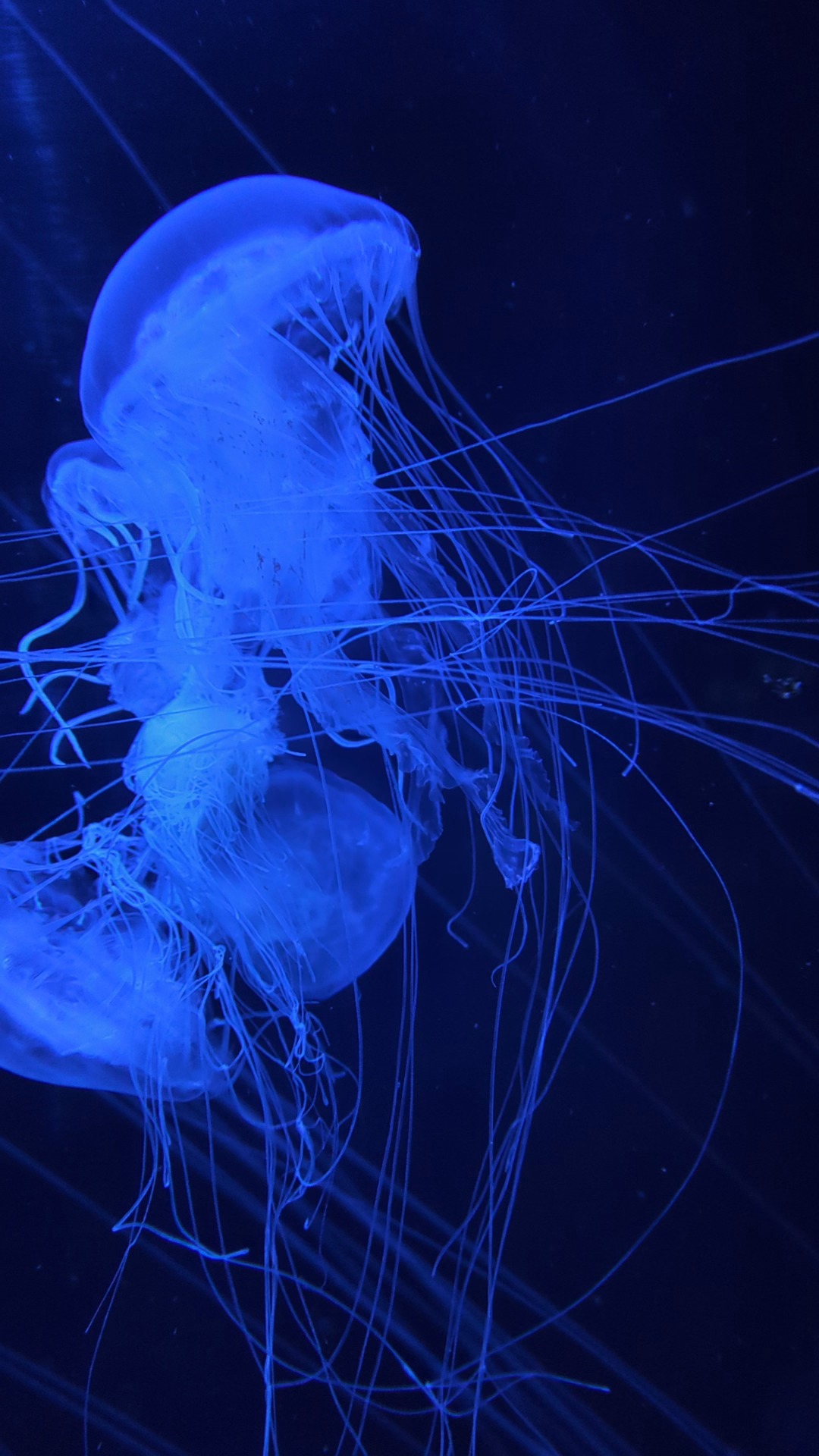 jellyfish — free pixabay stock footage