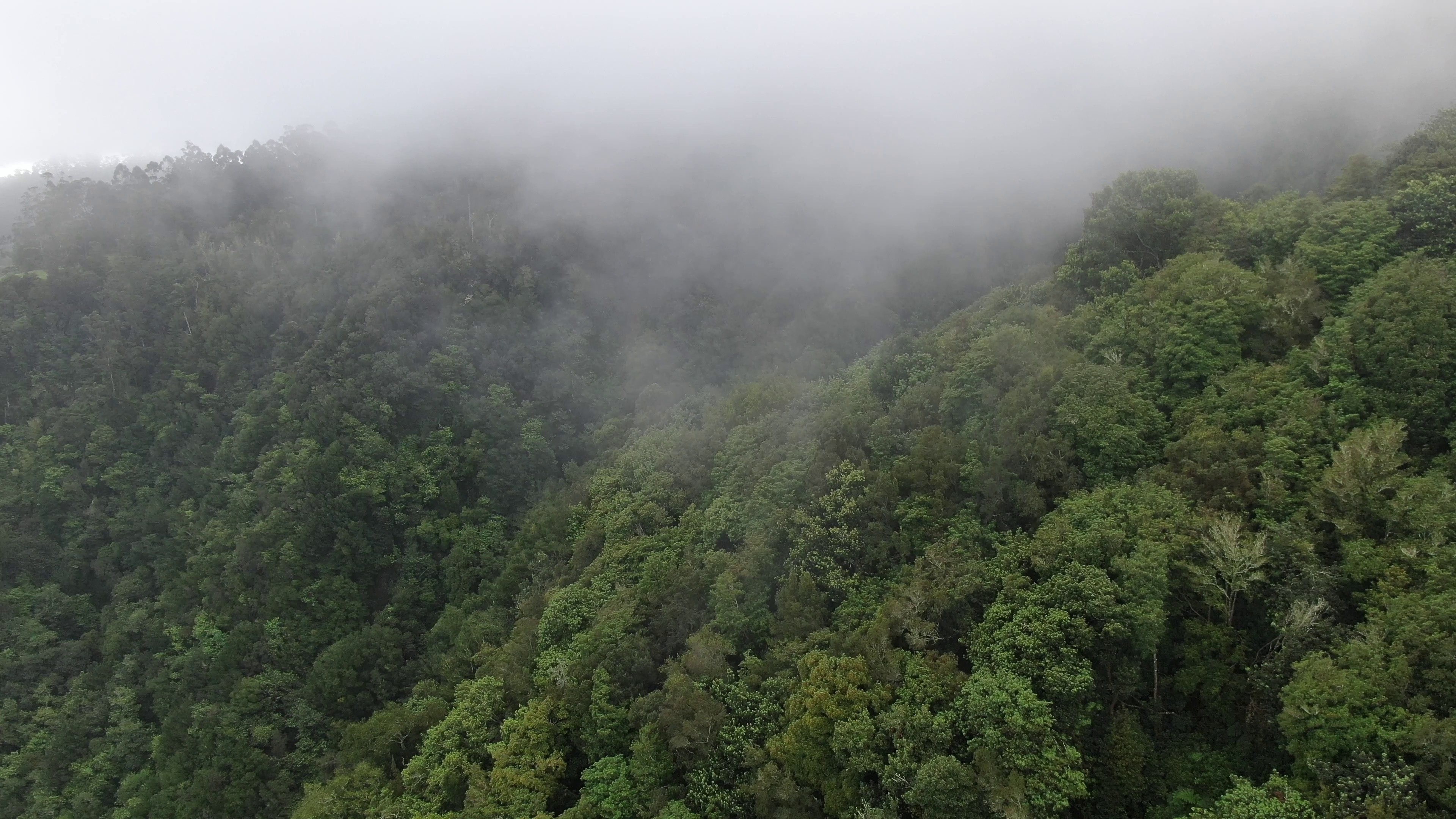 rainforest — free pixabay stock footage