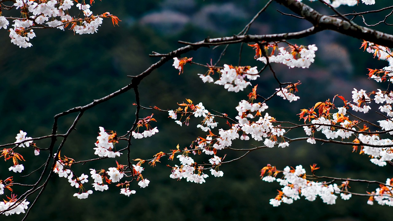 Flowers, Wild Cherry Tree, Young Leaves