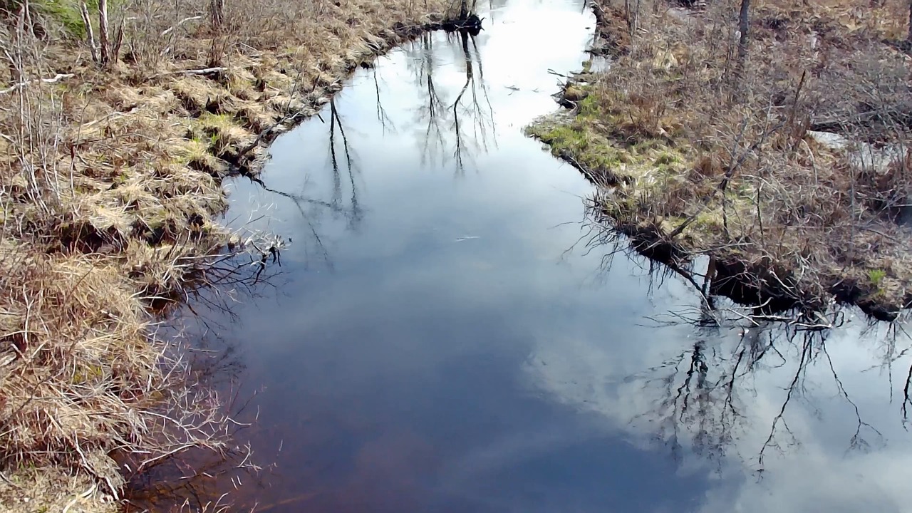 Trees, Swamp, River. Free Stock Video - Pixabay