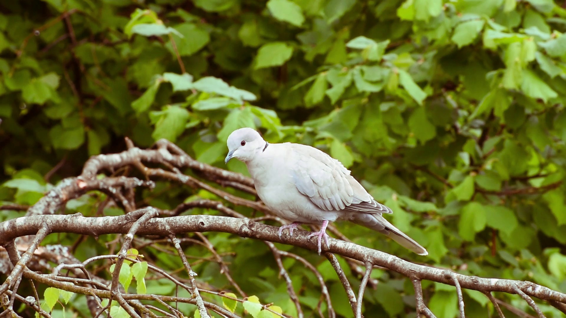 Dove Turkey Pigeon Nature Bird