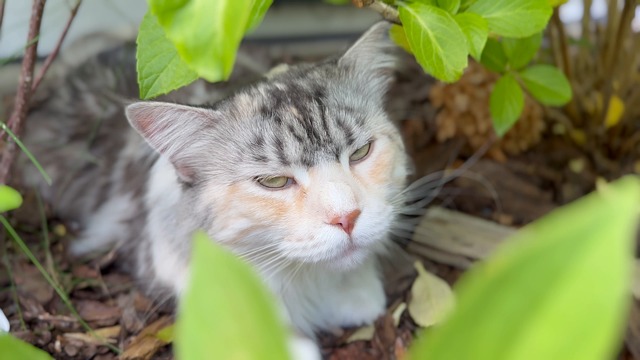 Cats Meowing Videos Download 855 Free 4k Hd Stock Footage Clips