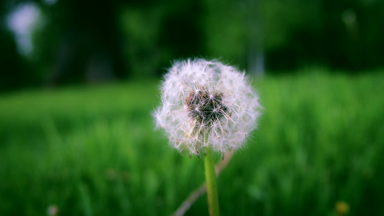 Dandelion, Flower, Plant, Nature, Spin