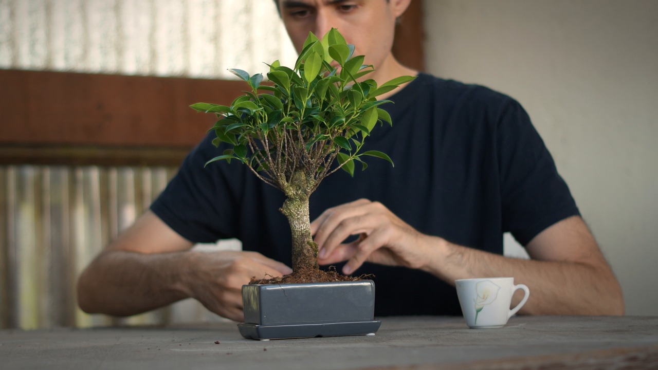 Man, Bonsai, Penjing, Japanese
