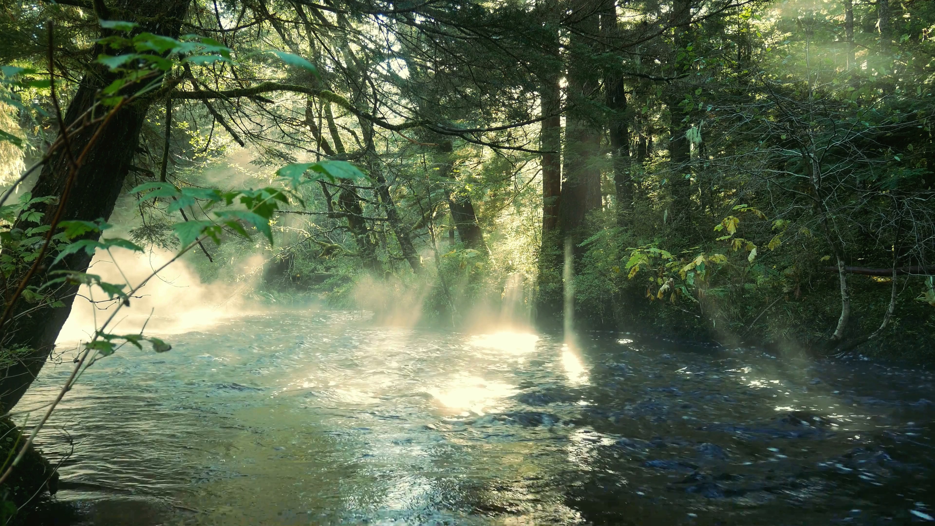 forest
